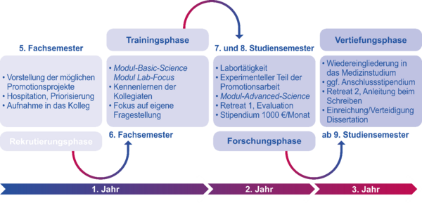 Schaubild des Promotionsablaufes