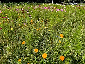 Blumenwiese, Nachhaltigkeit, Environmental